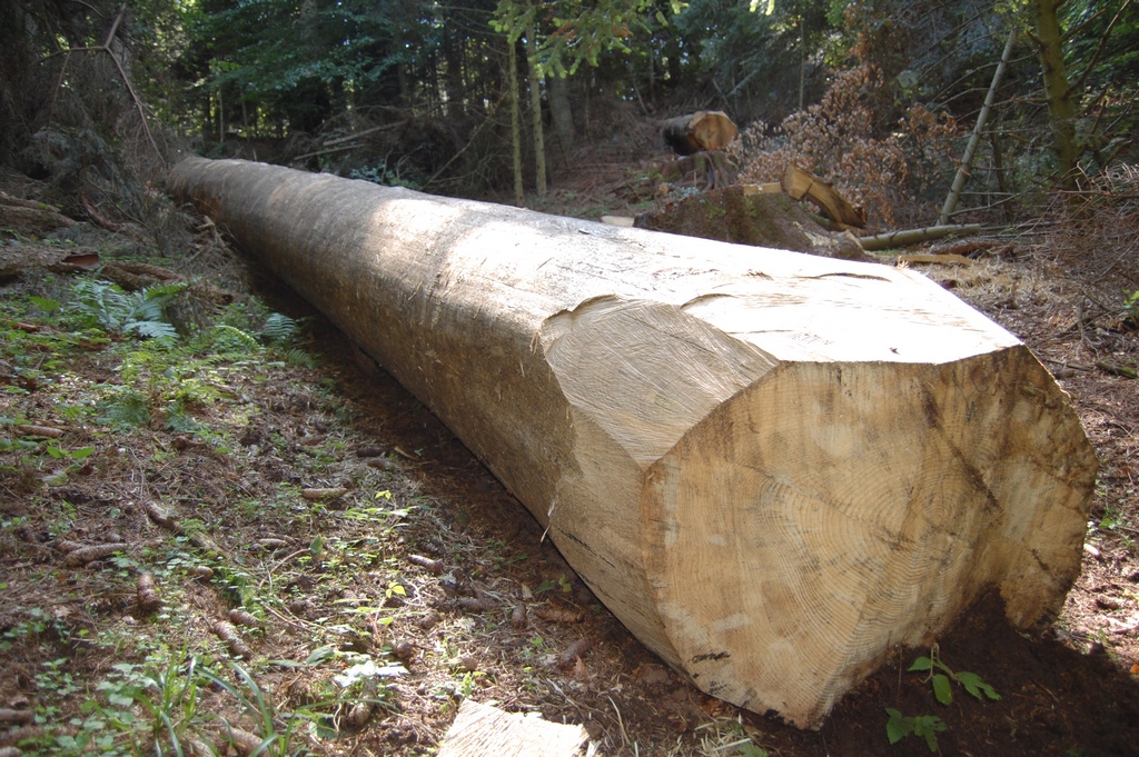 Scierie en Haute-Loire (43) — grume de chêne équarrie en sous-bois