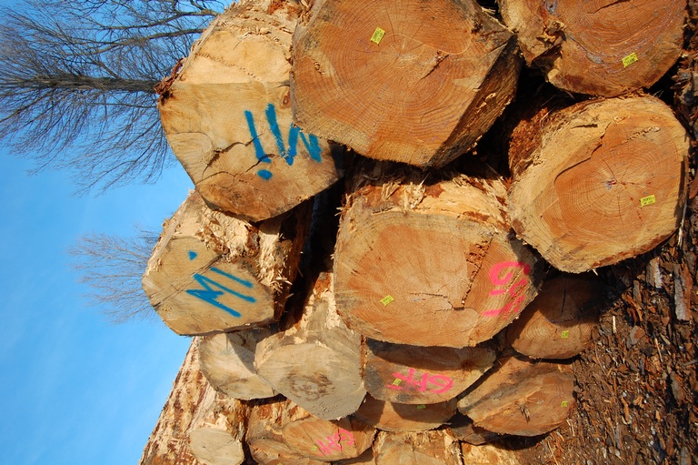 Scierie en Haute-Loire (43) — empilement de grumes marquées au parc