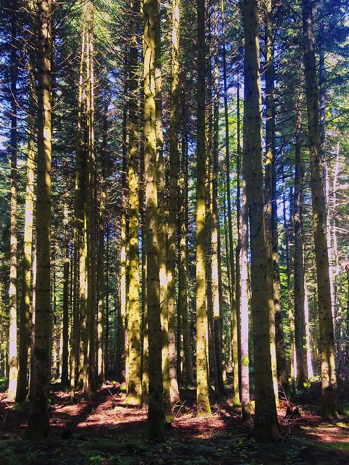 Forêt de sapins en Haute-Loire près d'Yssingeaux (43)