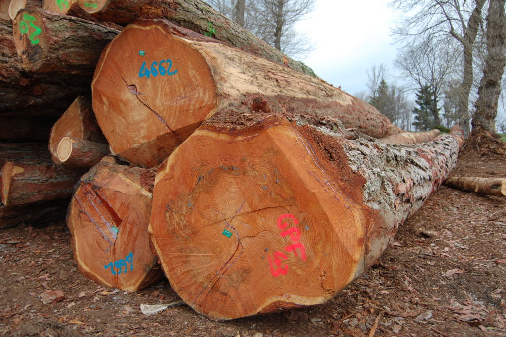 Scierie à Yssingeaux — grumes de douglas marquées sur parc à bois