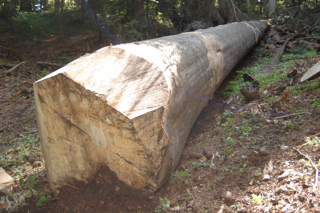 Scierie Yssingeaux (43) — grume équarrie prête au sciage en forêt