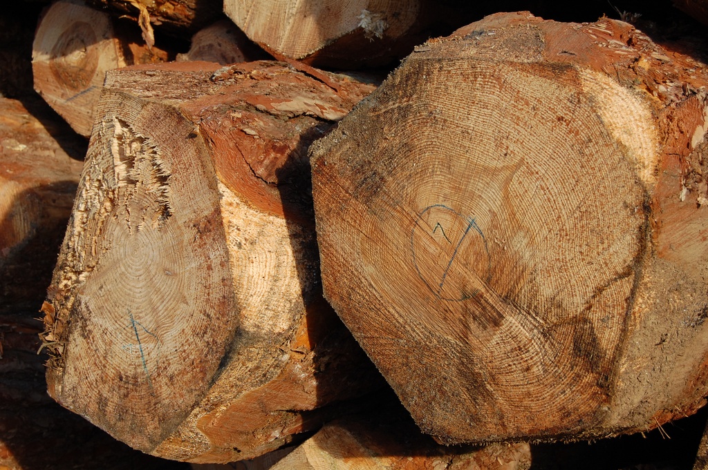 Scierie à Yssingeaux — sections de grumes de douglas vues en bout