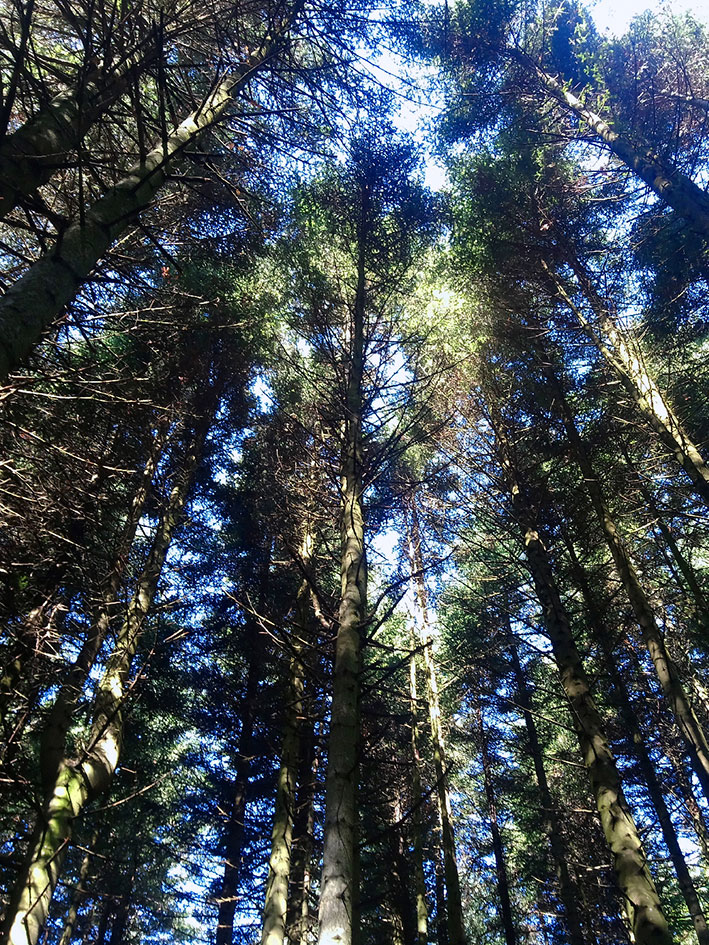 Forêt d'épicéas en Haute-Loire — futs élancés vus en contre-plongée